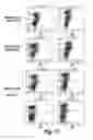 Fig. 15 - CONDITIONALLY IMMORTALIZED LONG-TERM STEM CELLS AND METHODS OF MAKING AND USING SUCH CELLS