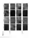 Fig. 11 - Differentiation of pluripotent stem cells