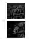 Fig. 09 - THREE-DIMENSIONAL BIOPRINTED PANCREATIC TUMOR MODEL