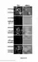 Fig. 08 - Methods and molecules for suppression of RNA silencing