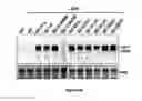 Fig. 11 - Methods and molecules for suppression of RNA silencing