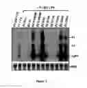 Fig. 14 - Methods and molecules for suppression of RNA silencing