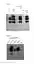 Fig. 04 - Virus like particle comprising modified envelope protein E3