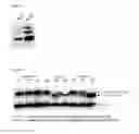 Fig. 05 - Virus like particle comprising modified envelope protein E3