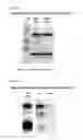 Fig. 07 - Virus like particle comprising modified envelope protein E3