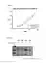 Fig. 10 - Virus like particle comprising modified envelope protein E3