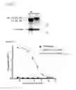 Fig. 12 - Virus like particle comprising modified envelope protein E3