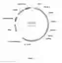 Fig. 06 - PENTOSE FERMENTATION BY A RECOMBINANT MICROORGANISM