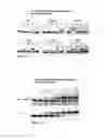 Fig. 06 - Methods for amplification and sequencing using thermostable TthPrimPol