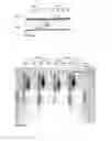 Fig. 07 - Methods for amplification and sequencing using thermostable TthPrimPol