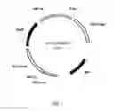 Fig. 02 - Thermostable trichoderma cellulase