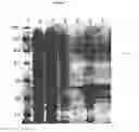 Fig. 12 - Novel Polypeptides Having Endolysin Activity and Uses Thereof