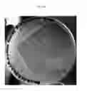 Fig. 38 - Novel Polypeptides Having Endolysin Activity and Uses Thereof