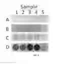 Fig. 06 - Compositions Having Dicamba Decarboxylase Activity and Methods of Use