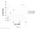 Fig. 07 - Compositions Having Dicamba Decarboxylase Activity and Methods of Use