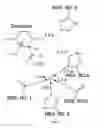 Fig. 13 - Compositions Having Dicamba Decarboxylase Activity and Methods of Use