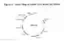 Fig. 03 - Chimeric polypeptides having xylose isomerase activity