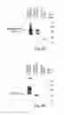 Fig. 05 - Multi-chain eukaryotic display vectors and uses thereof