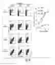 Fig. 11 - Multi-chain eukaryotic display vectors and uses thereof