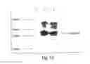Fig. 15 - Multi-chain eukaryotic display vectors and uses thereof
