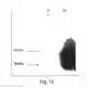 Fig. 18 - Multi-chain eukaryotic display vectors and uses thereof