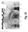 Fig. 35 - Protein screening methods