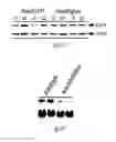 Fig. 07 - siRNA-mediated gene silencing