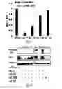 Fig. 14 - siRNA-mediated gene silencing
