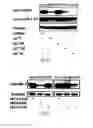 Fig. 15 - siRNA-mediated gene silencing