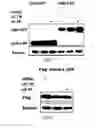 Fig. 17 - siRNA-mediated gene silencing
