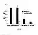 Fig. 21 - siRNA-mediated gene silencing