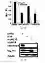 Fig. 23 - siRNA-mediated gene silencing