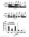 Fig. 27 - siRNA-mediated gene silencing