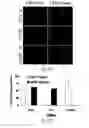 Fig. 28 - siRNA-mediated gene silencing