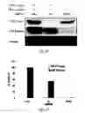 Fig. 29 - siRNA-mediated gene silencing