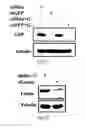 Fig. 32 - siRNA-mediated gene silencing