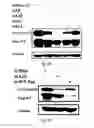 Fig. 33 - siRNA-mediated gene silencing
