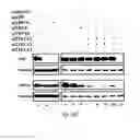 Fig. 35 - siRNA-mediated gene silencing