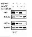 Fig. 36 - siRNA-mediated gene silencing
