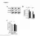 Fig. 07 - Modulation of RNA activity and vascular permeability