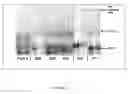 Fig. 05 - Selection of RNA-aptamers as anti-malaria agents