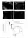 Fig. 14 - Morpholinos, morpholino upregulating, and associated methods