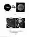 Fig. 10 - Light-switchable gene expression system and the methods for controlling gene expression in prokaryotic bacterium