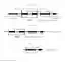 Fig. 02 - DNA CONSTRUCT AND METHOD FOR TRANSGENE EXPRESSION