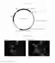 Fig. 03 - DNA CONSTRUCT AND METHOD FOR TRANSGENE EXPRESSION