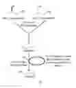 Fig. 04 - ENZYMATIC CONVERSION OF BOTH ENANTIOMERS OF 1,2-PROPANEDIOL TO PROPIONALDEHYDE