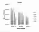 Fig. 09 - Methods for Pathogen Detection and Enrichment from Materials and Compositions