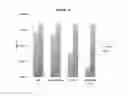 Fig. 20 - Methods for Pathogen Detection and Enrichment from Materials and Compositions