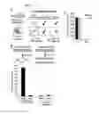 Fig. 09 - Selective Purification of RNA and RNA-Bound Molecular Complexes