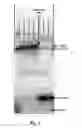 Fig. 03 - Single nucleotide detection method